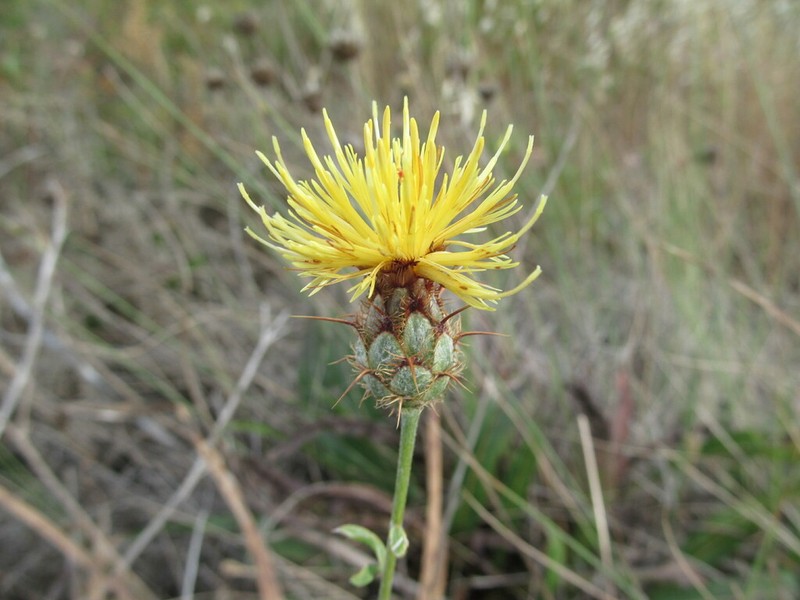 Centaurea ornata photo 7