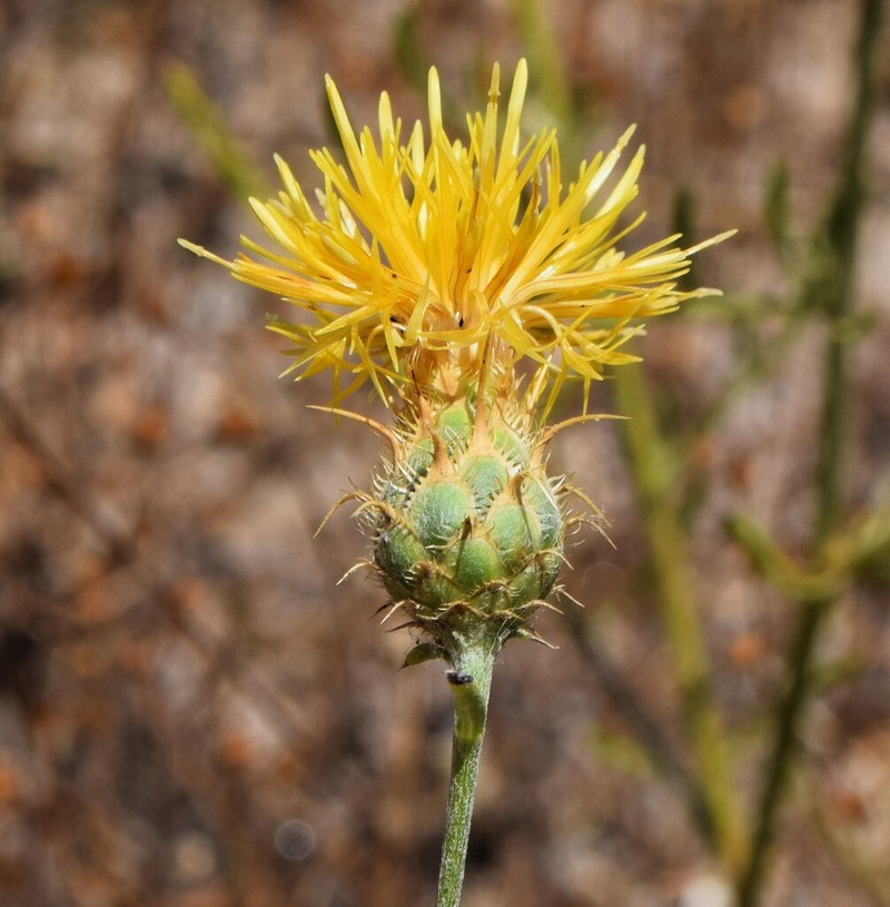 Centaurea ornata photo 8