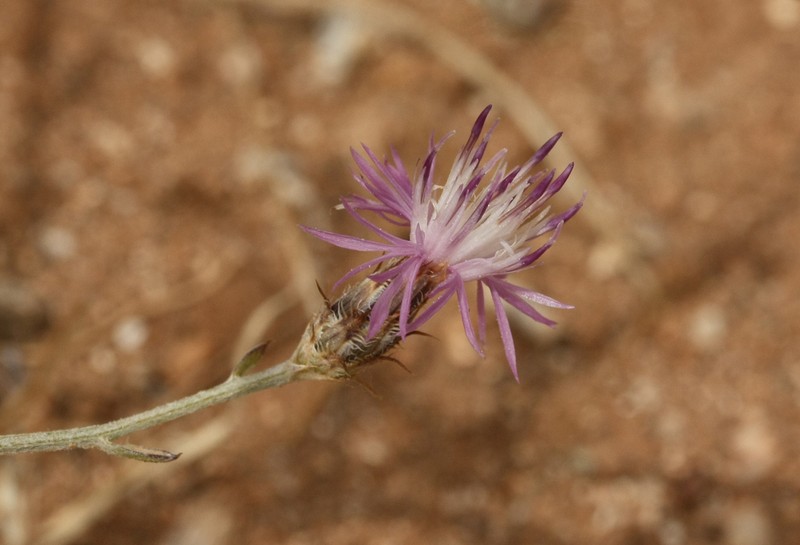 Centaurea orphanidea photo 2
