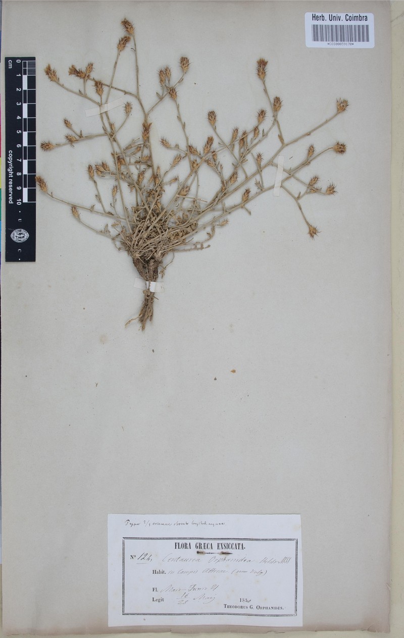 Centaurea orphanidea photo 3