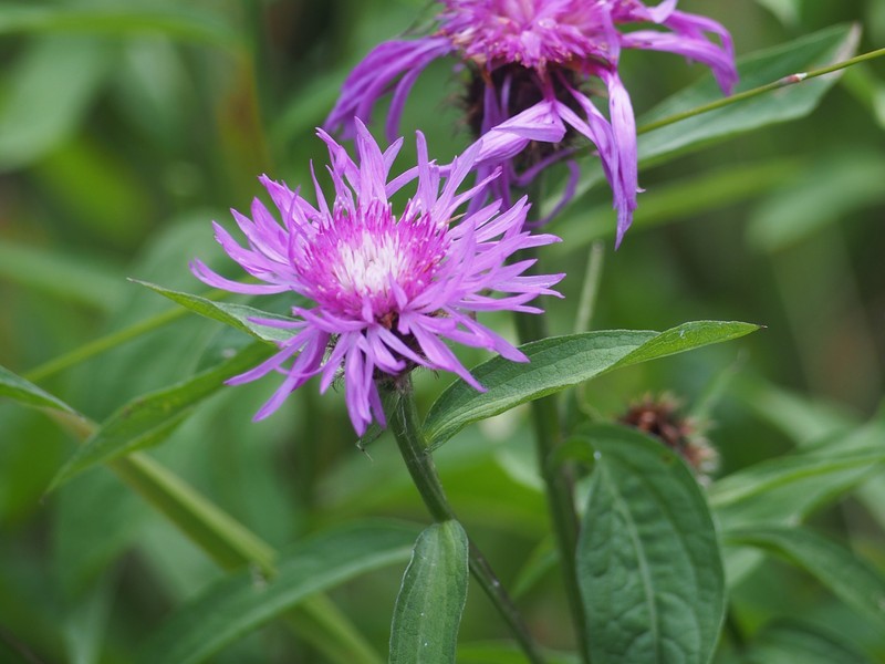 Centaurea oxylepis