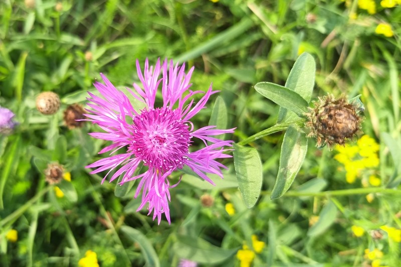 Centaurea oxylepis photo 2