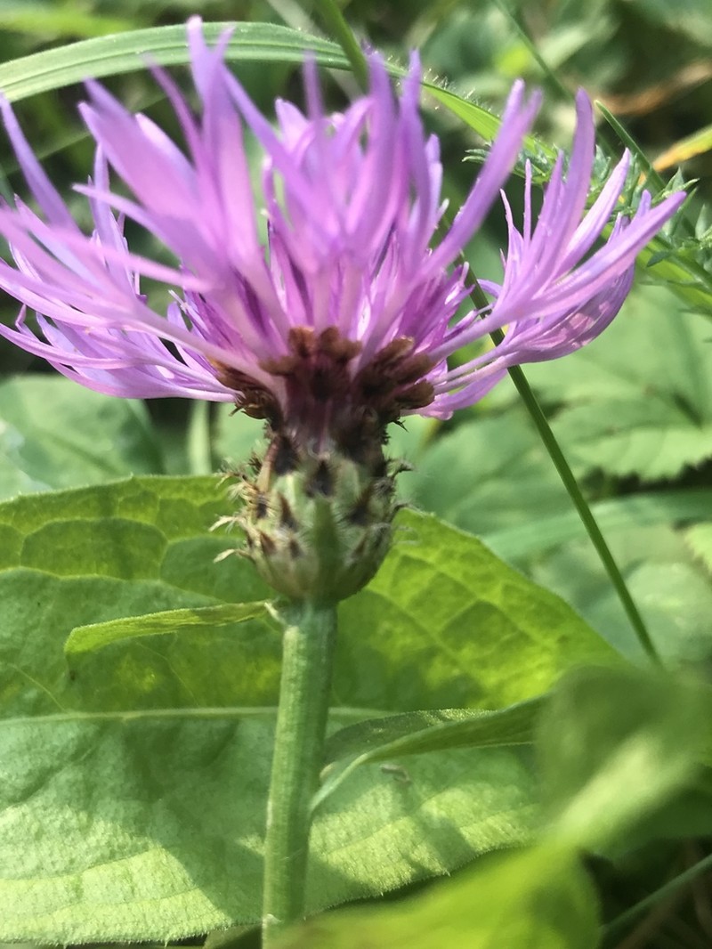 Centaurea oxylepis photo 3