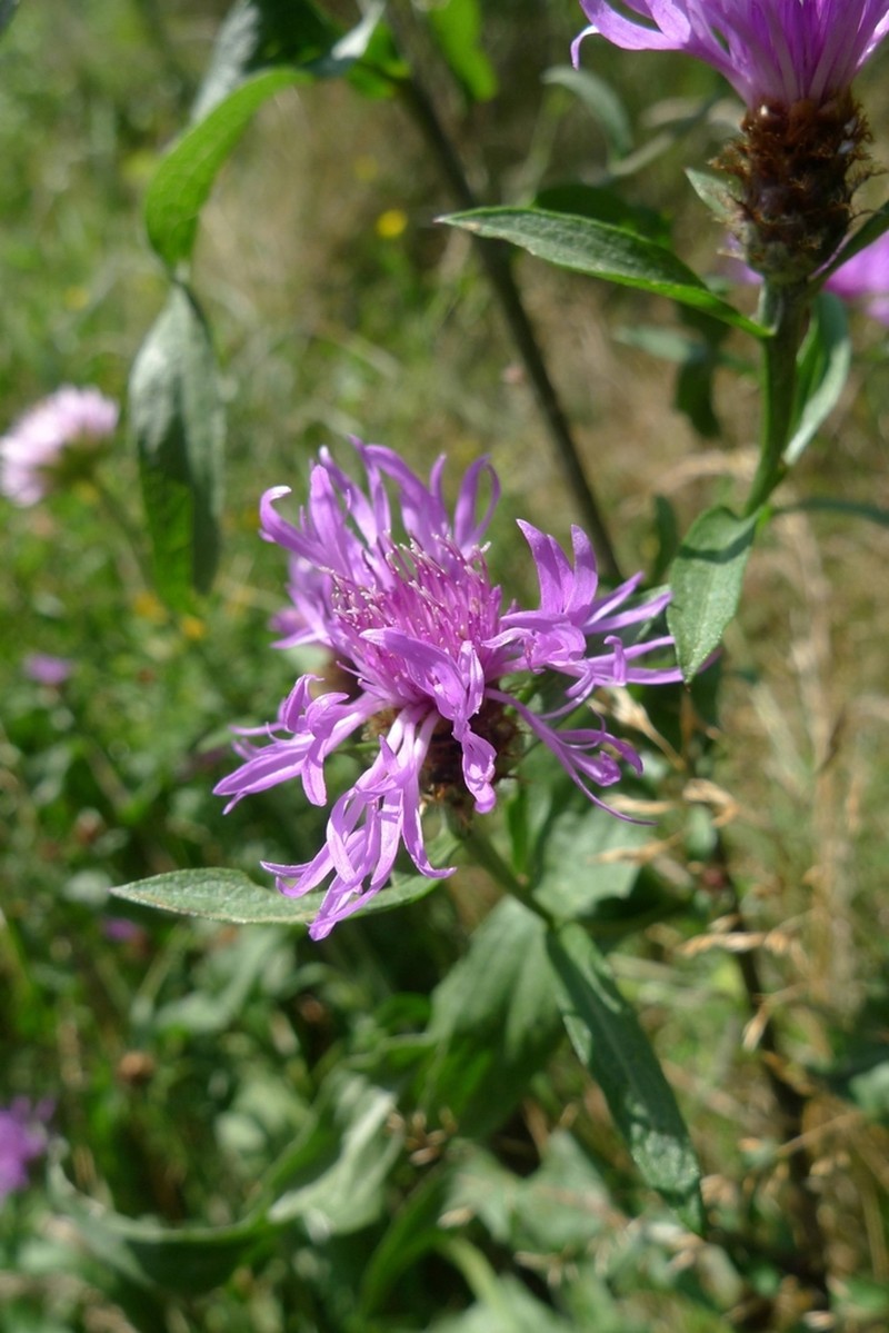 Centaurea oxylepis photo 4