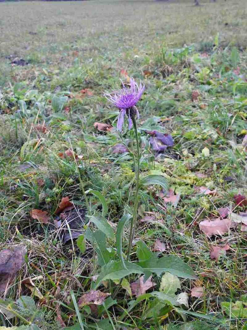 Centaurea oxylepis photo 5