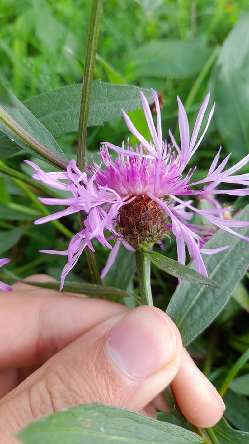 Centaurea oxylepis photo 6
