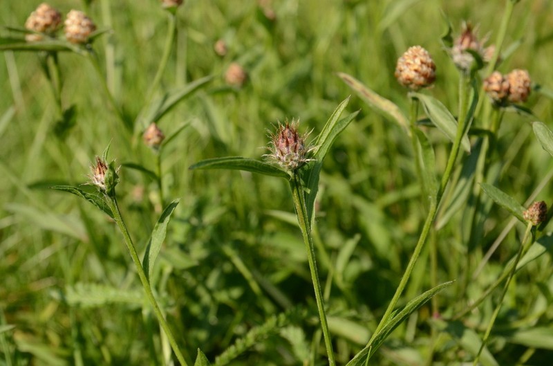 Centaurea oxylepis photo 7