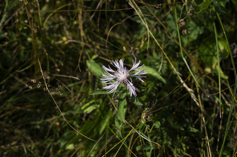 Centaurea oxylepis photo 8