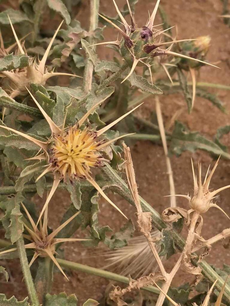 Centaurea pallescens