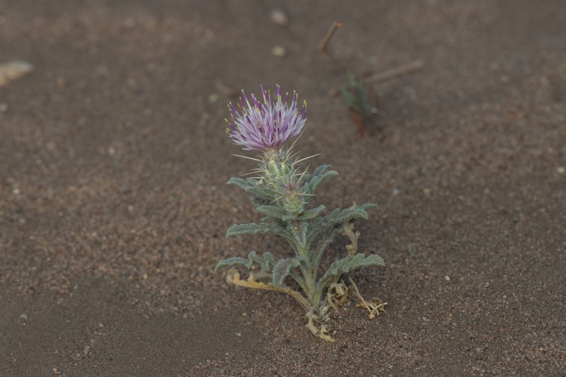 Centaurea pallescens photo 2