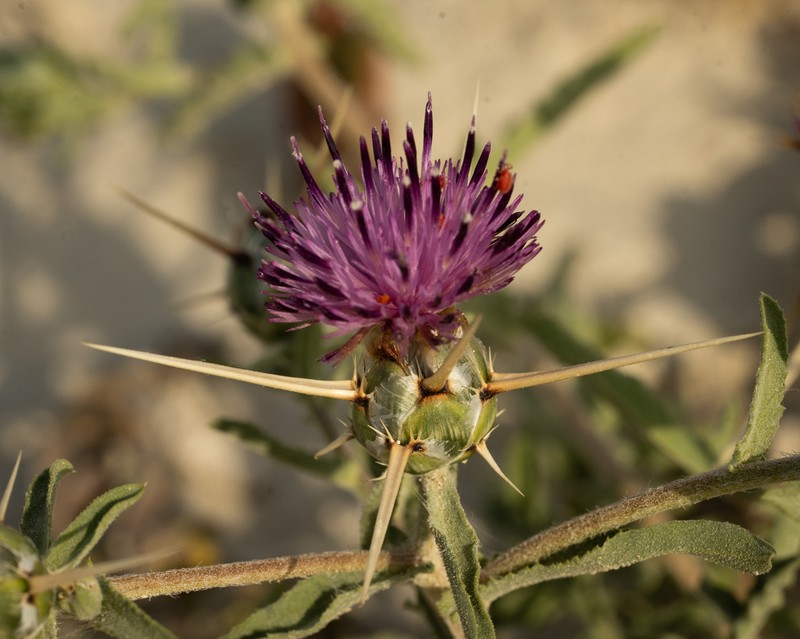Centaurea pallescens photo 3