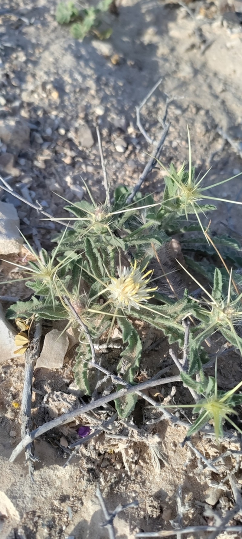 Centaurea pallescens photo 4