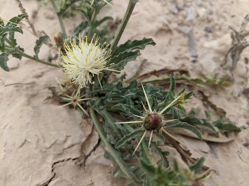 Centaurea pallescens photo 5