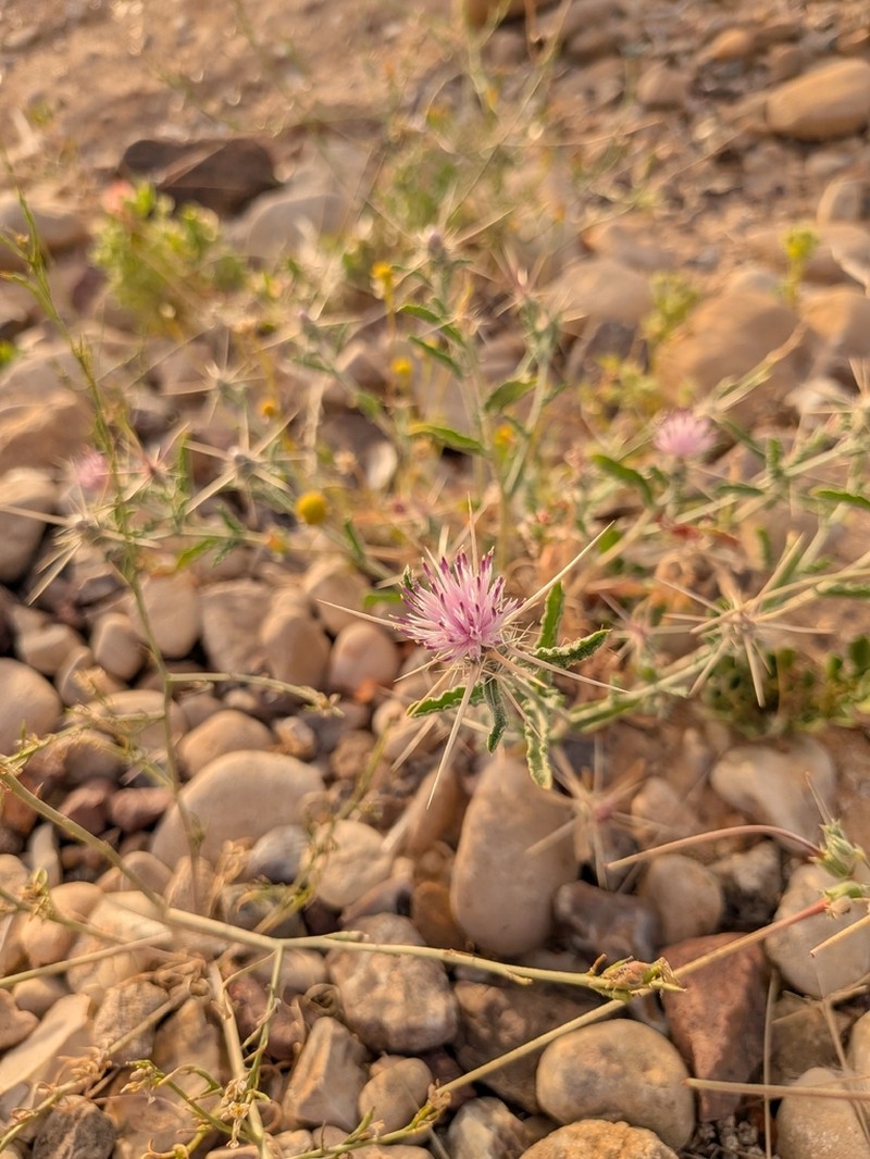 Centaurea pallescens photo 6