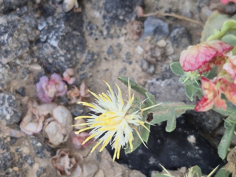 Centaurea pallescens photo 7