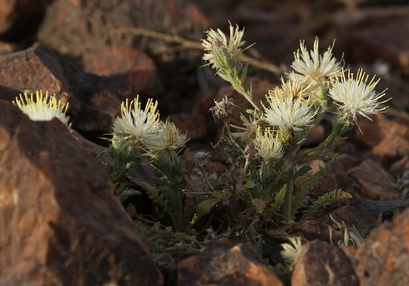 Centaurea pallescens photo 8
