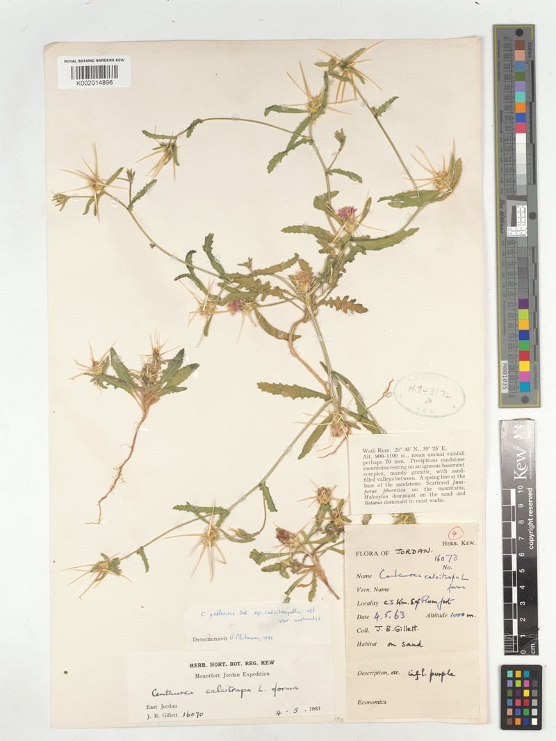 Centaurea pallescens subsp. calcitrapella