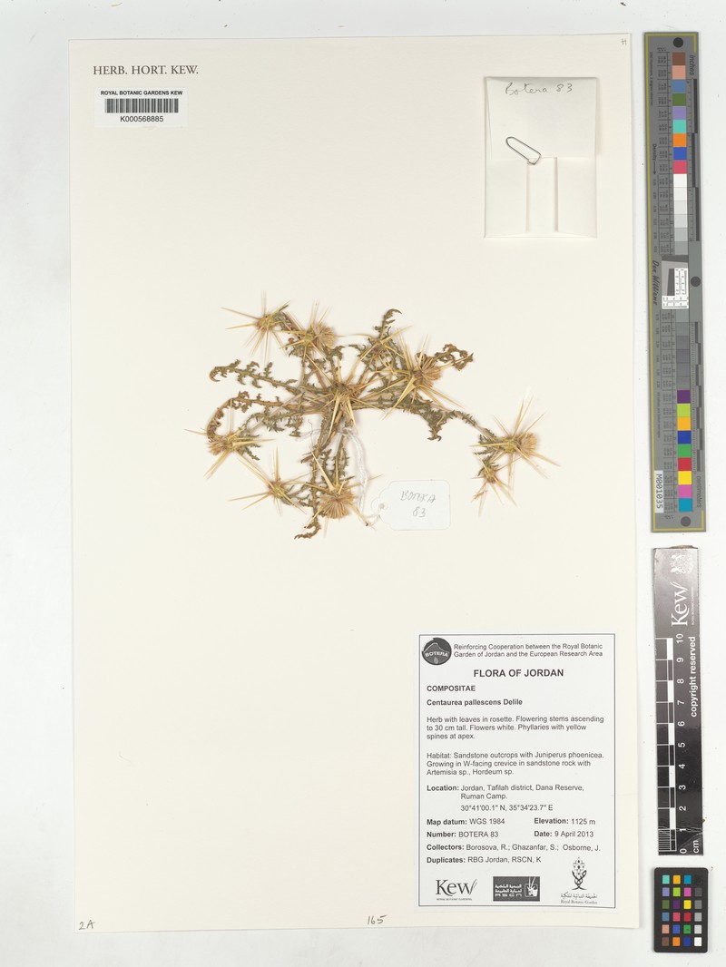 Centaurea pallescens subsp. pallescens