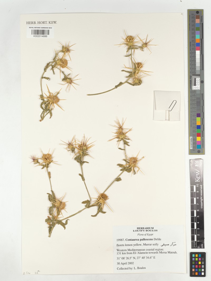 Centaurea pallescens subsp. pallescens photo 2