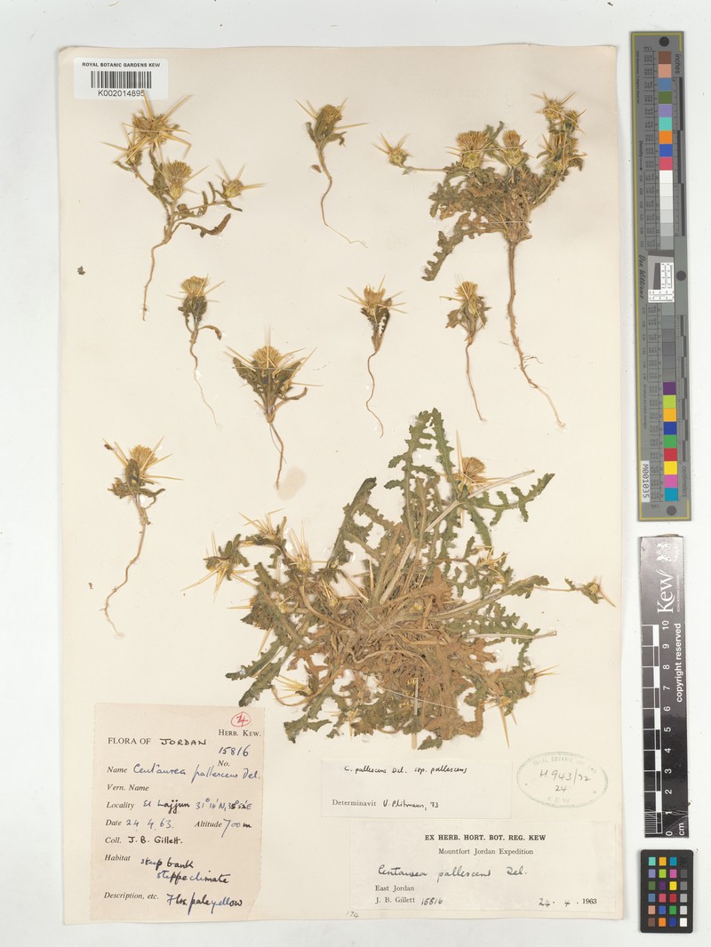 Centaurea pallescens subsp. pallescens photo 3