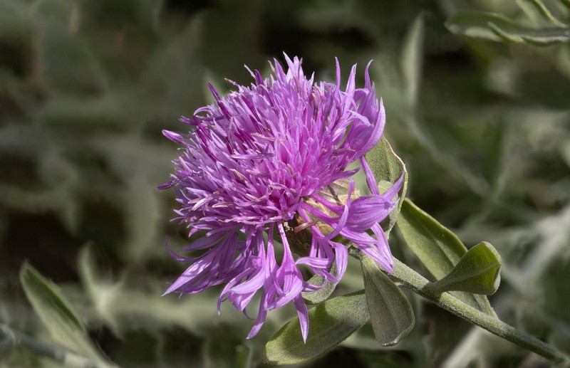 Centaurea pandataria photo 2