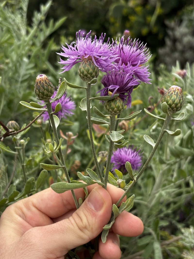 Centaurea pandataria photo 3