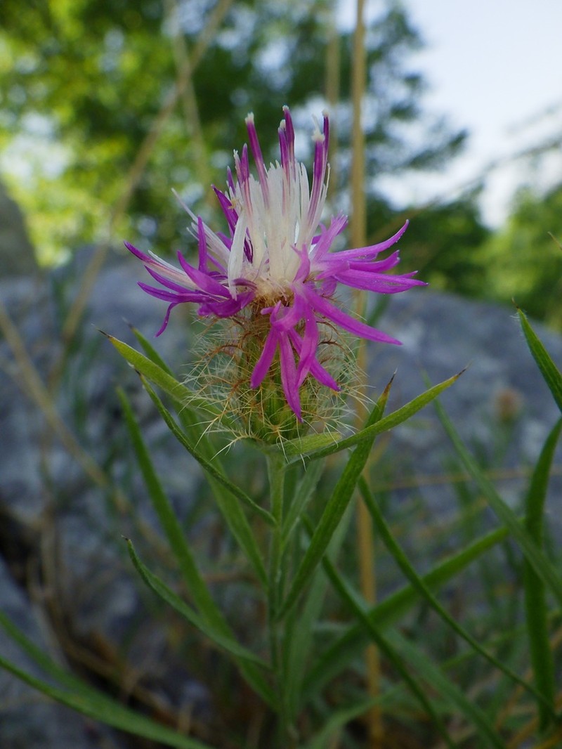 Centaurea pangaea