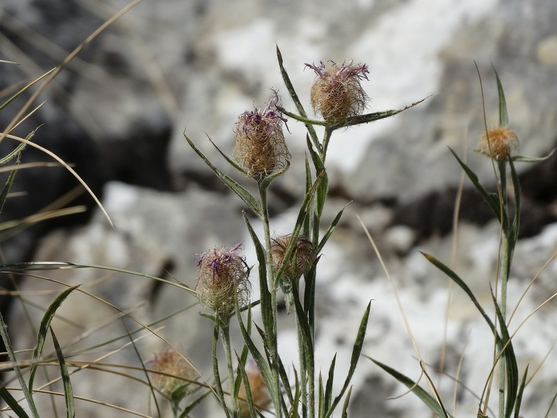 Centaurea pangaea photo 3