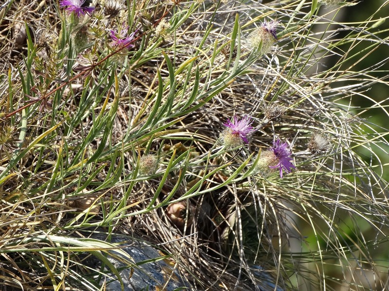 Centaurea pangaea photo 4