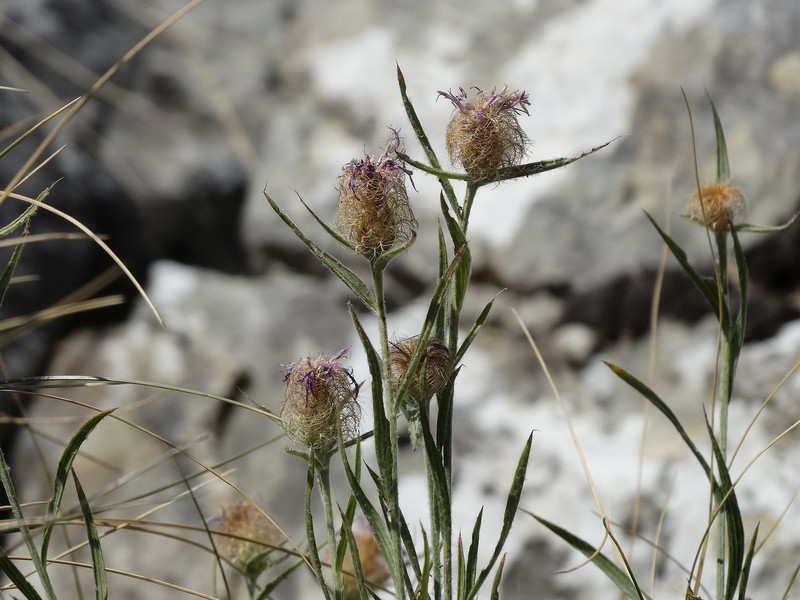 Centaurea pangaea photo 5