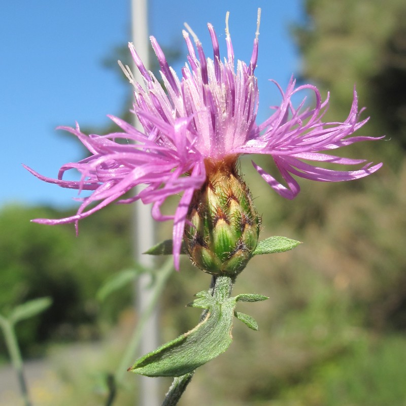 Jersey Knapweed photo 4
