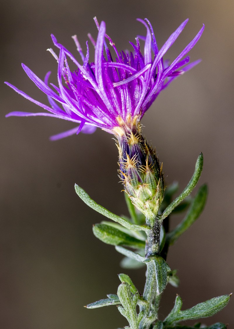 Jersey Knapweed photo 5