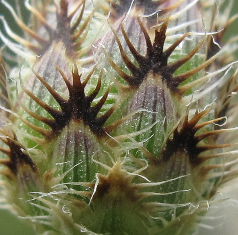 Jersey Knapweed photo 6