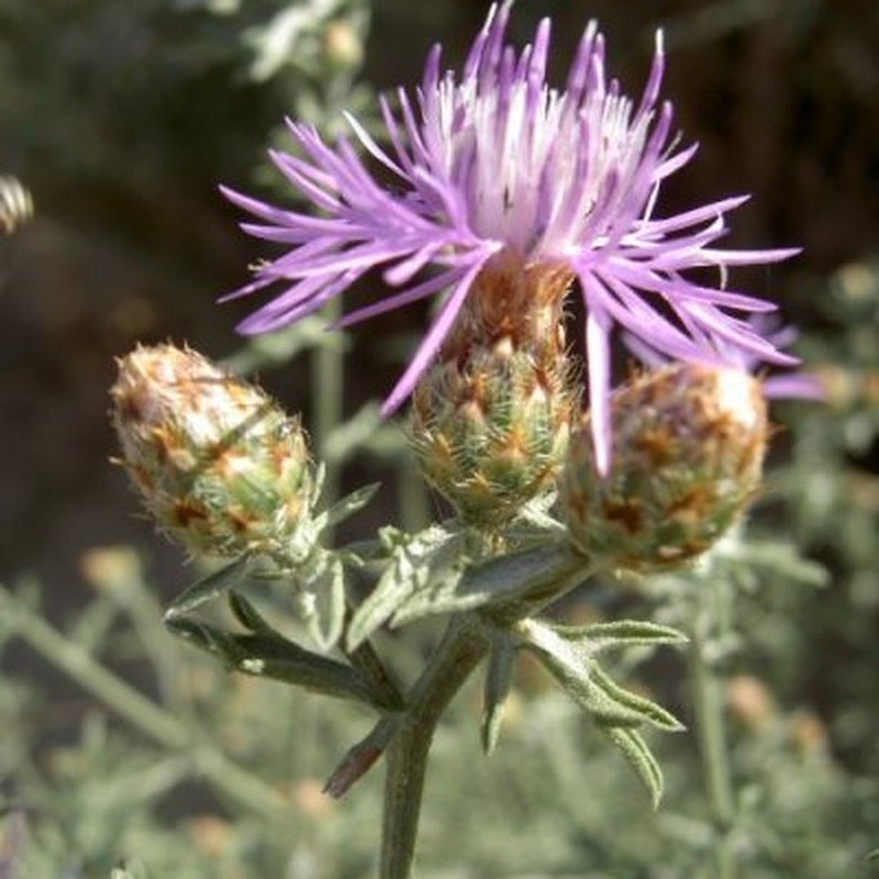Jersey Knapweed