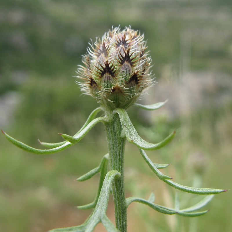 Jersey Knapweed photo 2