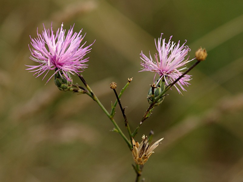 Jersey Knapweed photo 3