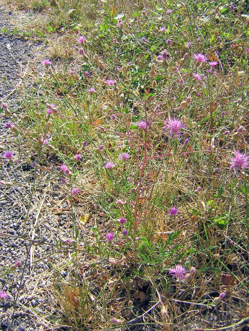 Jersey Knapweed photo 7