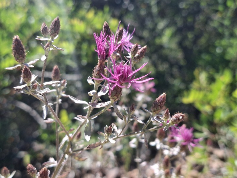 Centaurea paniculata subsp. esterellensis