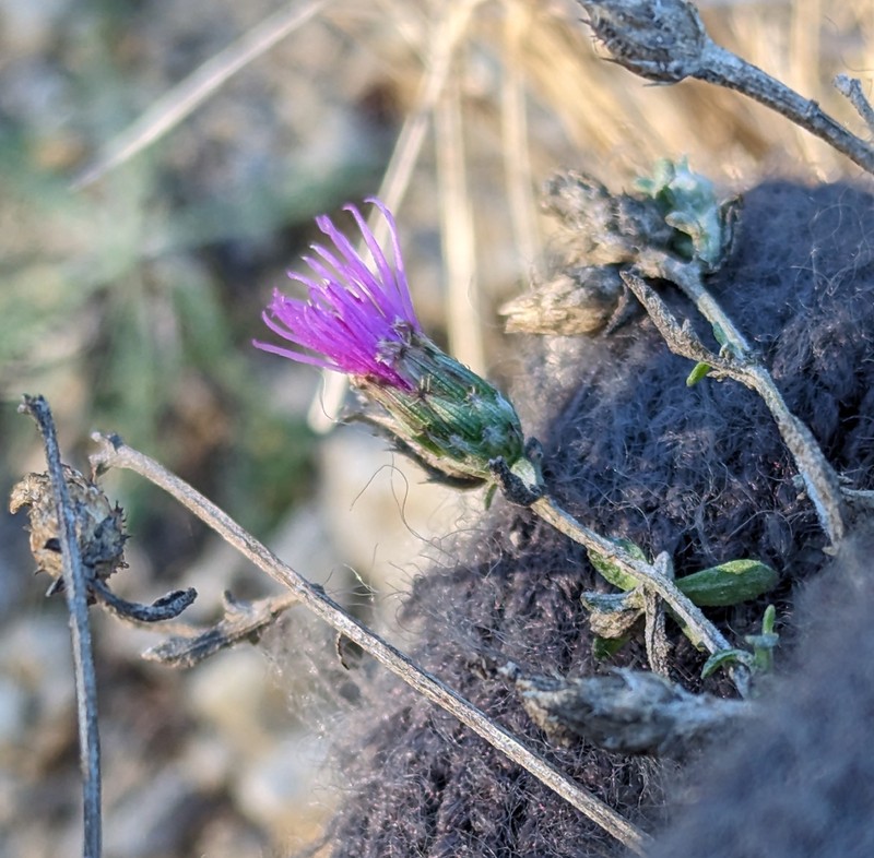 Centaurea paniculata subsp. paniculata