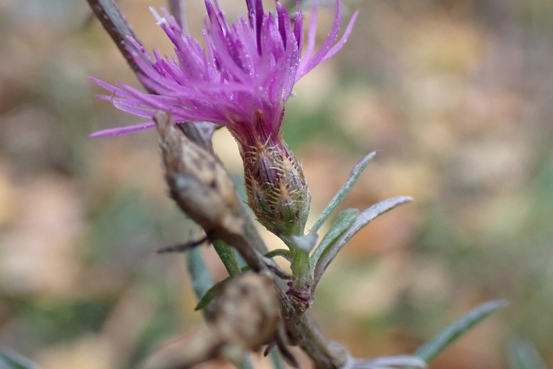Centaurea paniculata subsp. paniculata photo 2