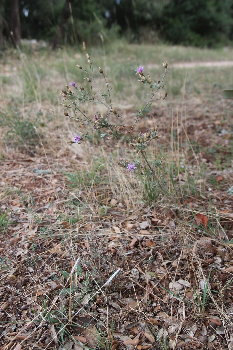 Centaurea paniculata subsp. paniculata photo 3