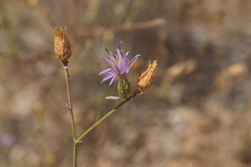 Centaurea paniculata subsp. paniculata photo 4