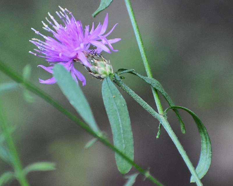 Centaurea paniculata subsp. polycephala