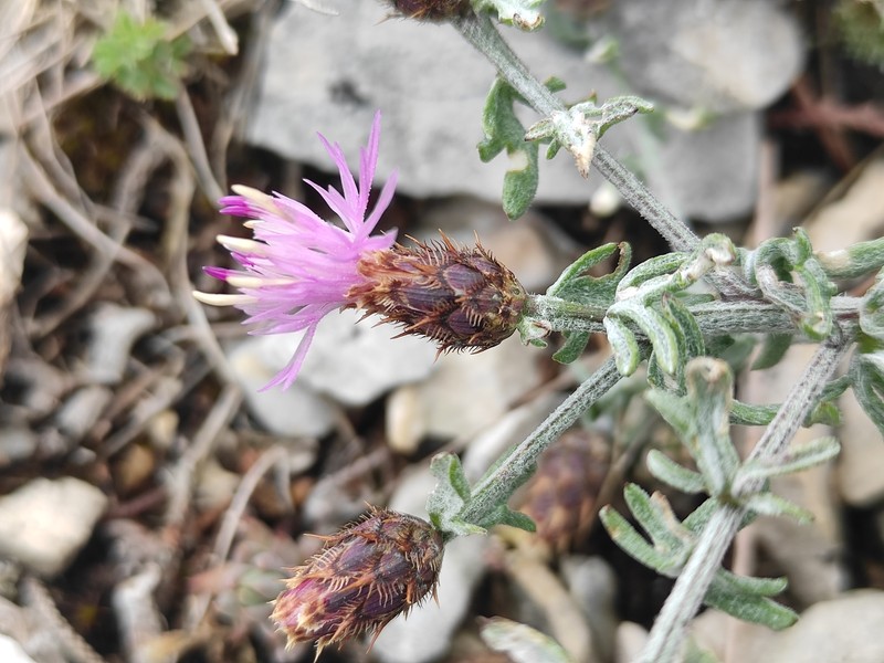 Centaurea paniculata subsp. polycephala photo 2