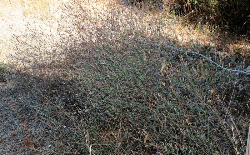 Centaurea paniculata subsp. polycephala photo 3