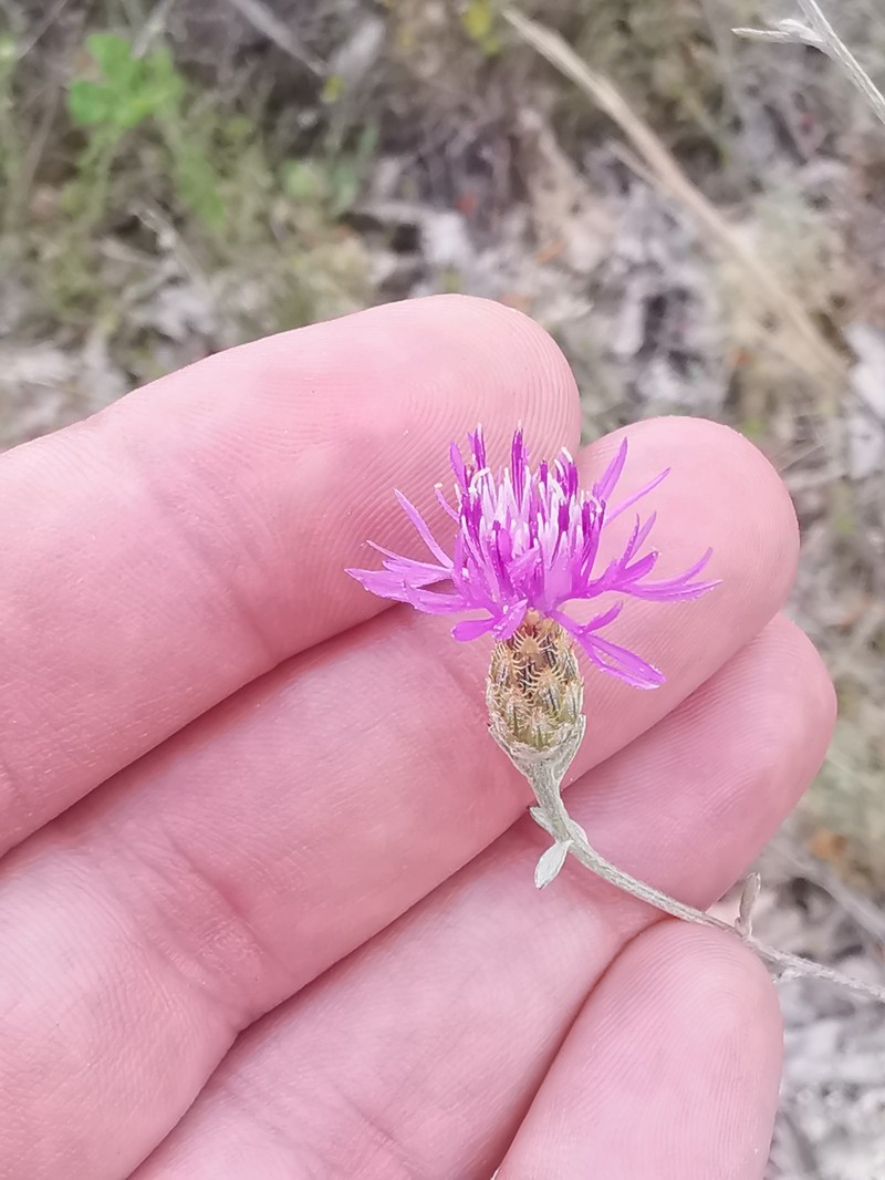 Centaurea paniculata subsp. polycephala photo 4