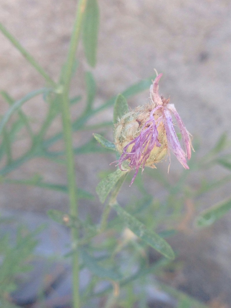 Centaurea panormitana