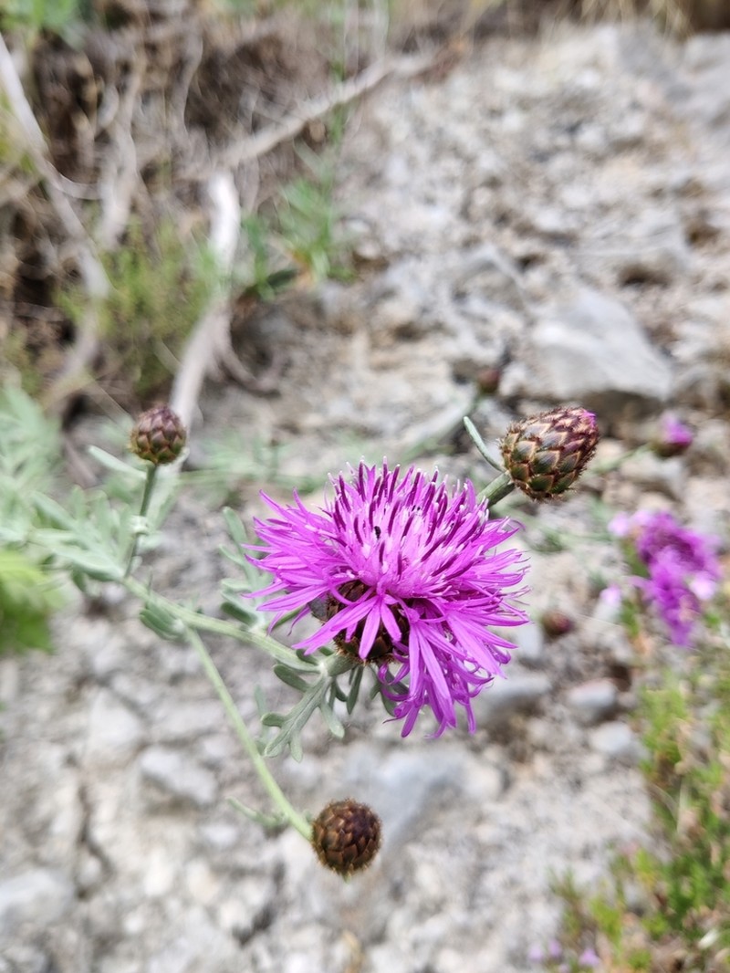 Centaurea panormitana photo 2