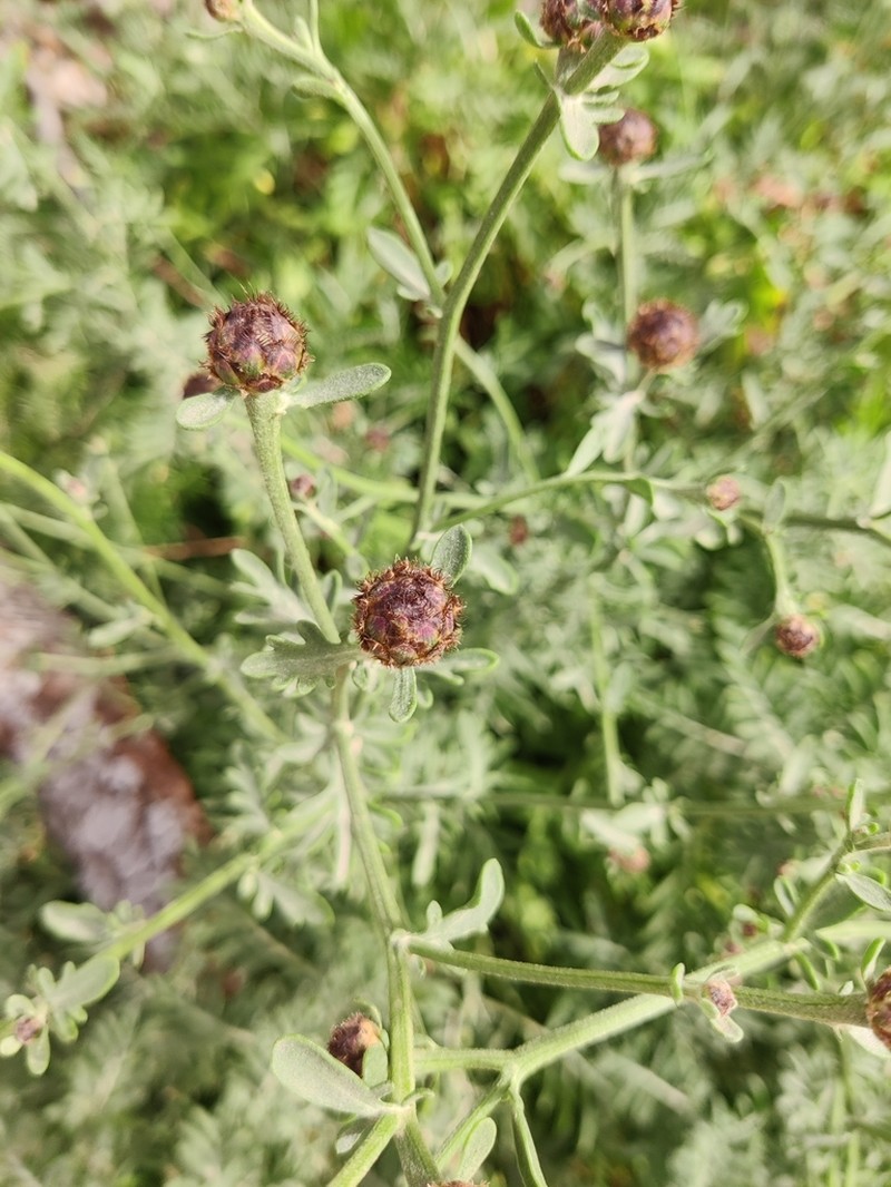 Centaurea panormitana photo 4
