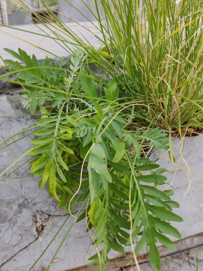 Centaurea panormitana photo 5